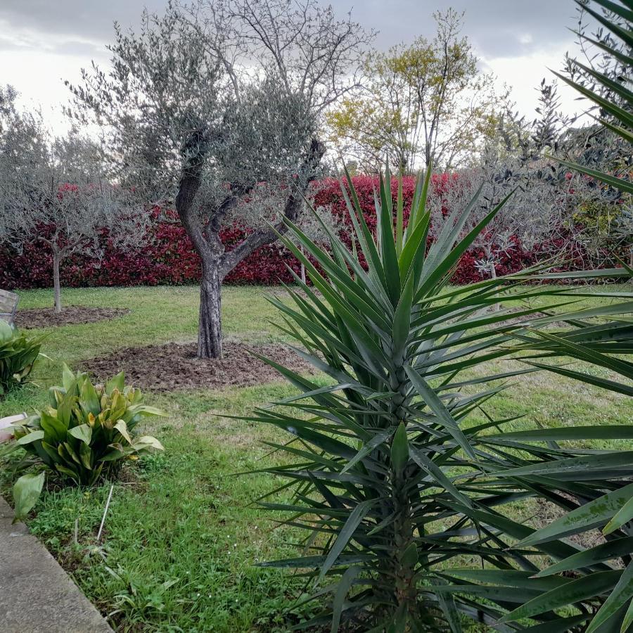 Il Ciliegio Affittacamere Treglio Esterno foto